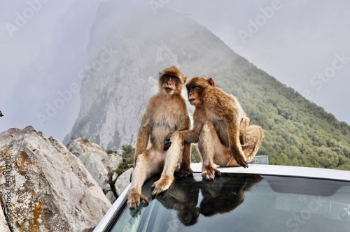 Monkeys of Gibraltar