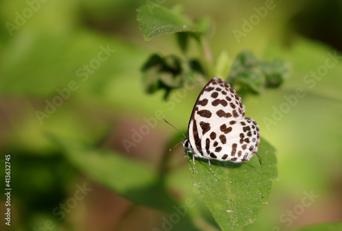 butterfly on leaf