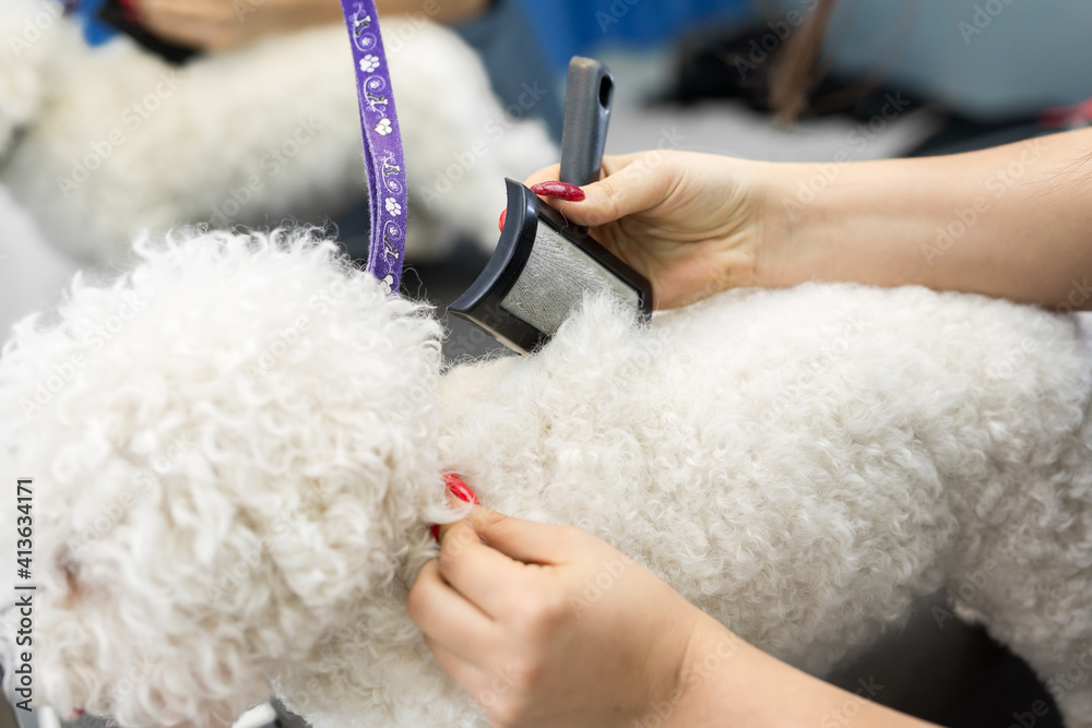 Grooming animals, grooming, drying and styling dogs, combing wool. Grooming master cuts and shaves, cares for a dog Bichon Frise Grooming animals, grooming, drying and styling dogs, combing wool. Grooming master cuts and shaves, cares for a dog Bichon Frise