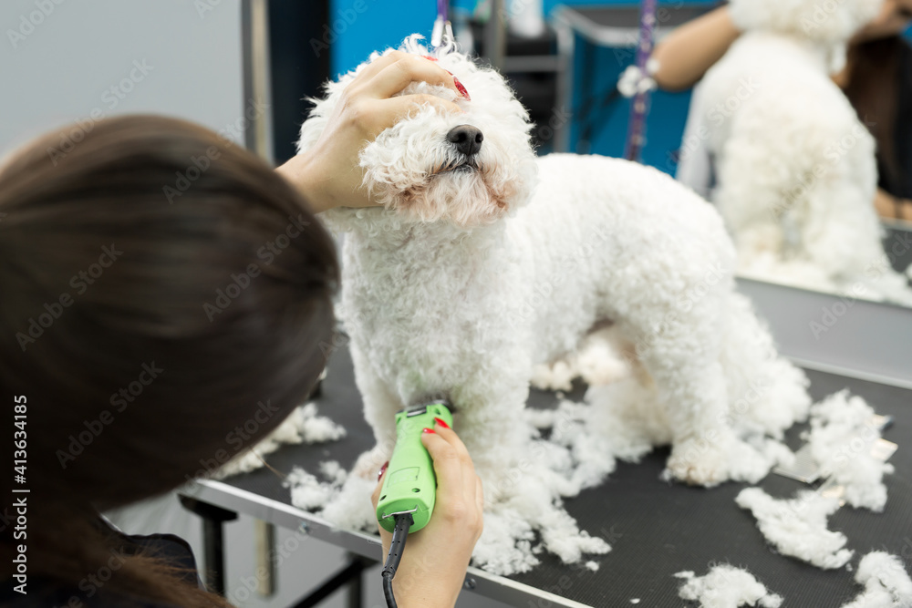 Groomer trimming a small dog Bichon Frise with an electric hair clipper. Cutting hair in the dog hairdresser a dog Bichon Frise. Hairdresser for animals Groomer trimming a small dog Bichon Frise with an electric hair clipper. Cutting hair in the dog hairdresser a dog Bichon Frise. Hairdresser for animals