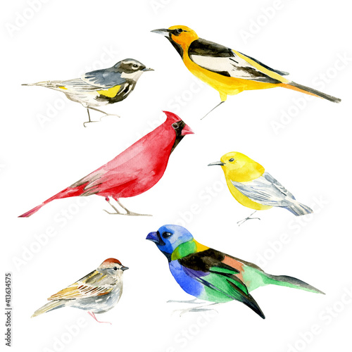 Various cartoon summer birds collection natural watercolor illustration, vector template. Colorful set of brightness realistic bird. Animal concept of chicks. Wildlife isolated on white background.