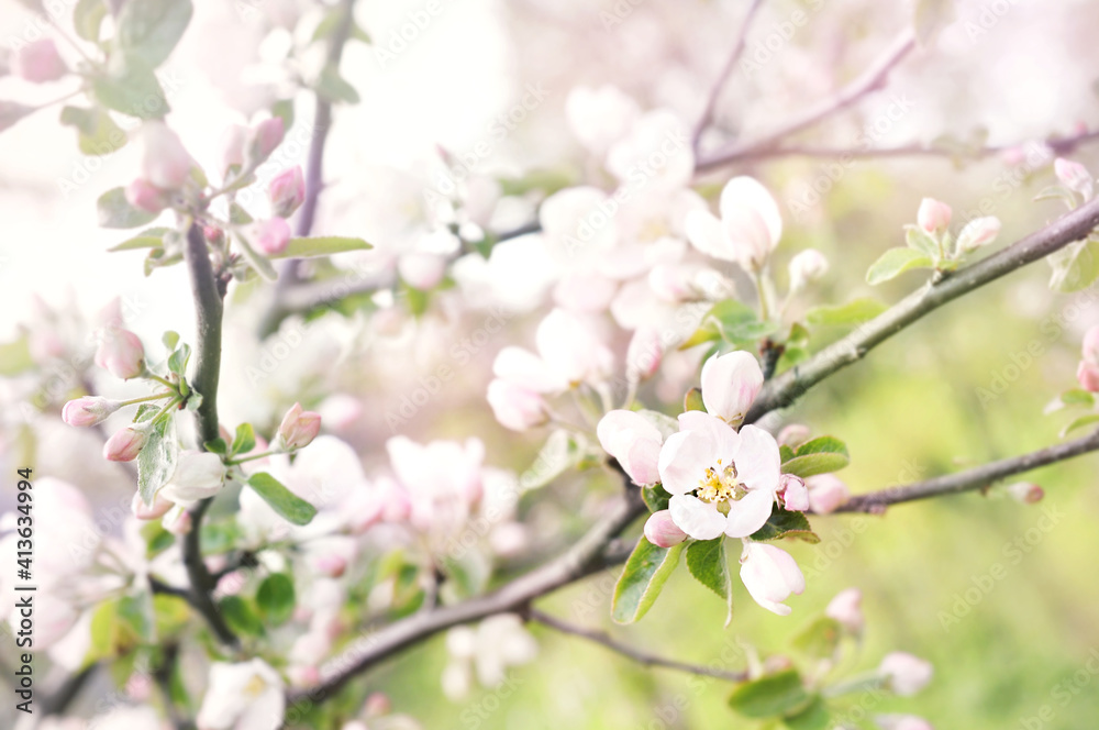 Spring apple blossom, springtime pink flowers bloom, pastel and soft floral card, selective focus, shallow DOF, toned	