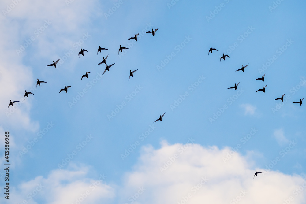 Pochard flock flying under white clouds in blue sky