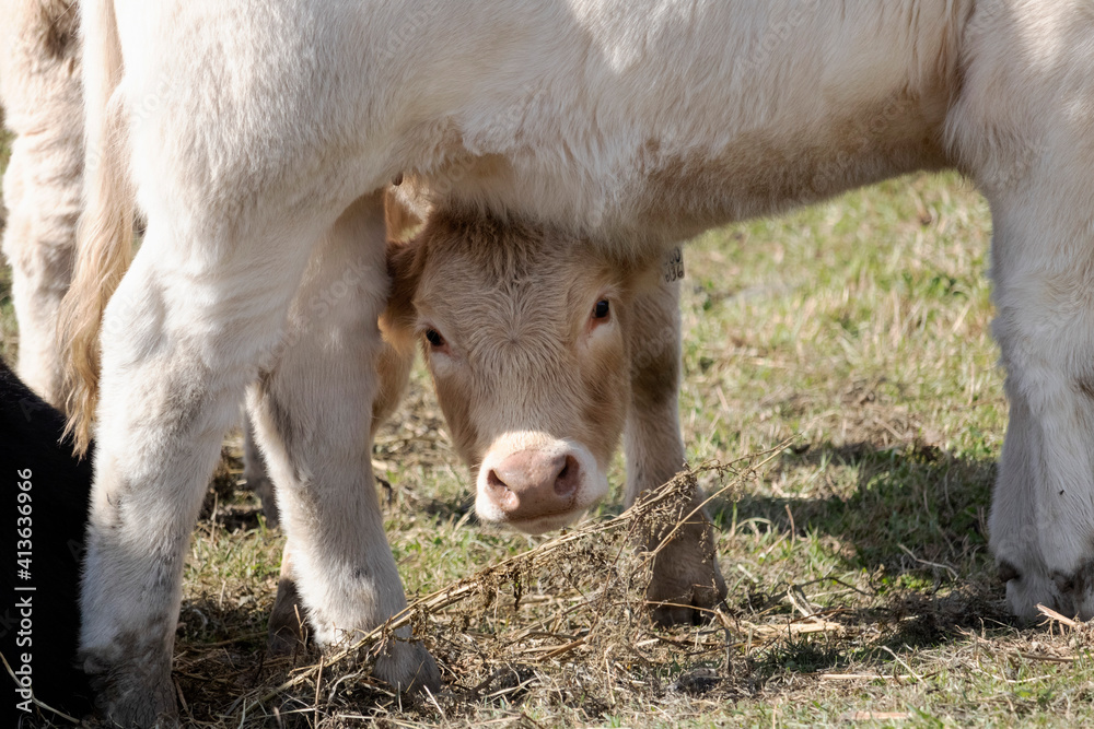 Campagne, boeuf, vache ,veau, nature Estrie Campagne, boeuf, vache ,veau, nature Estrie