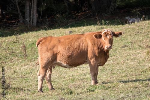 Campagne, boeuf, vache, nature Estrie