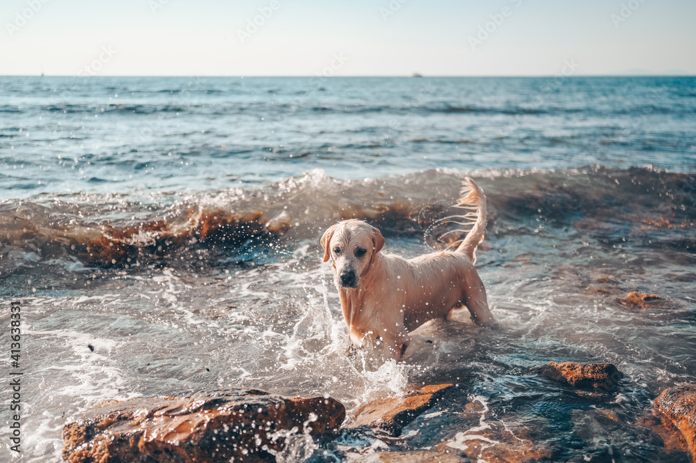 Happy cheerful golden retriever swimming running jumping plays with water on the sea coast in summer Happy cheerful golden retriever swimming running jumping plays with water on the sea coast in summer