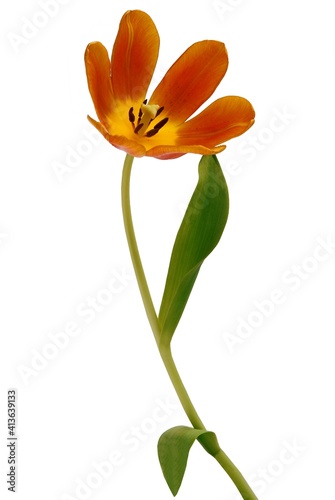 Wallpaper Mural pretty multicolor tulips close up Torontodigital.ca