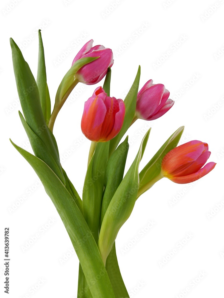 Fototapeta premium pretty multicolor tulips close up