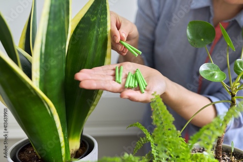 Close-up of mineral fertilizers sticks in hands, home indoor pots with plants background photo