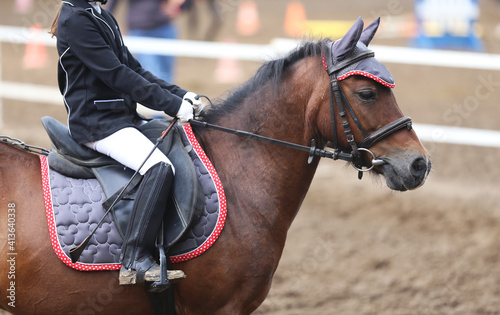 Fototapeta Naklejka Na Ścianę i Meble -   Show jumper horse under saddle in action