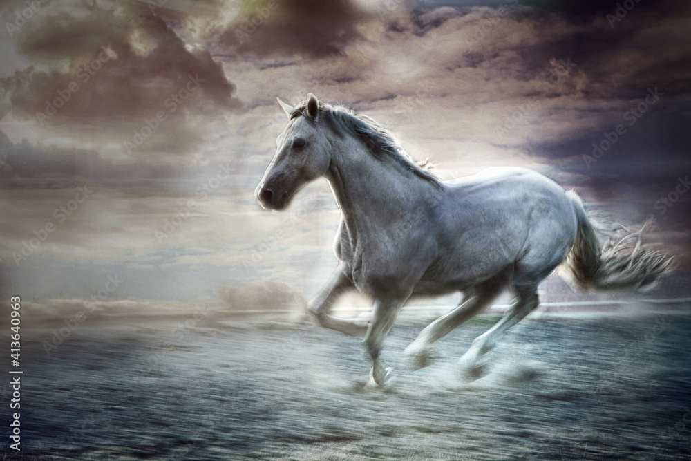 beautiful white horse in free run sky in background beautiful white horse in free run sky in background