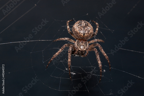 Close up of a brown spider eating