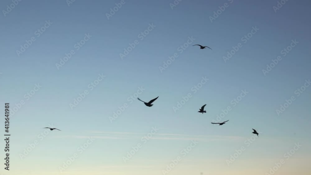 Large flock of seagulls flying slow motion on blue sky