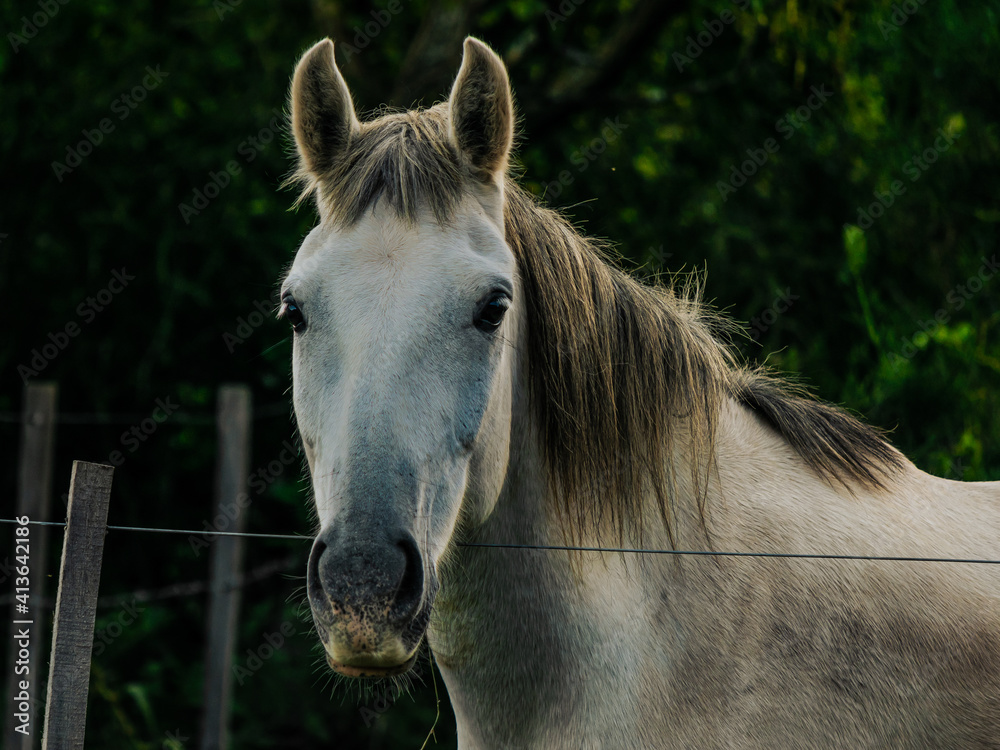 Obraz premium Horse´s head