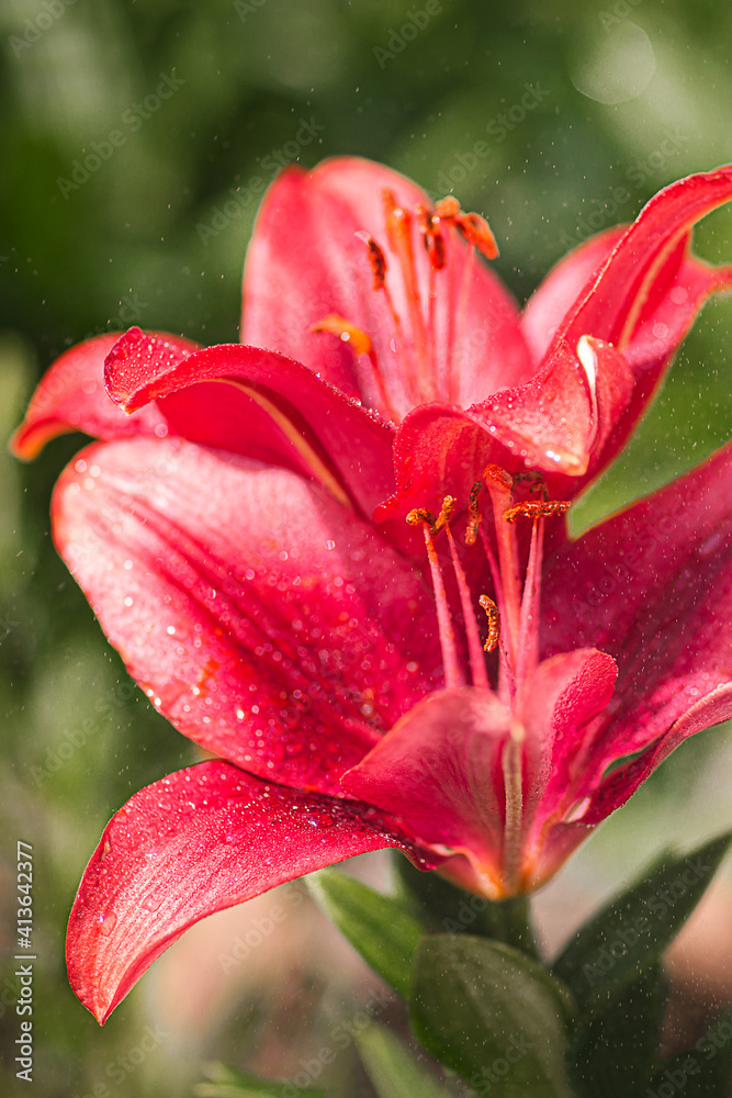 Fototapeta premium red lily flower