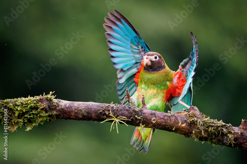 Brown-hooded Parrot - Pyrilia haematotis small flying bird in the heavy tropical rain which is a resident breeding species from southeastern Mexico to north-western Colombia. Green background photo