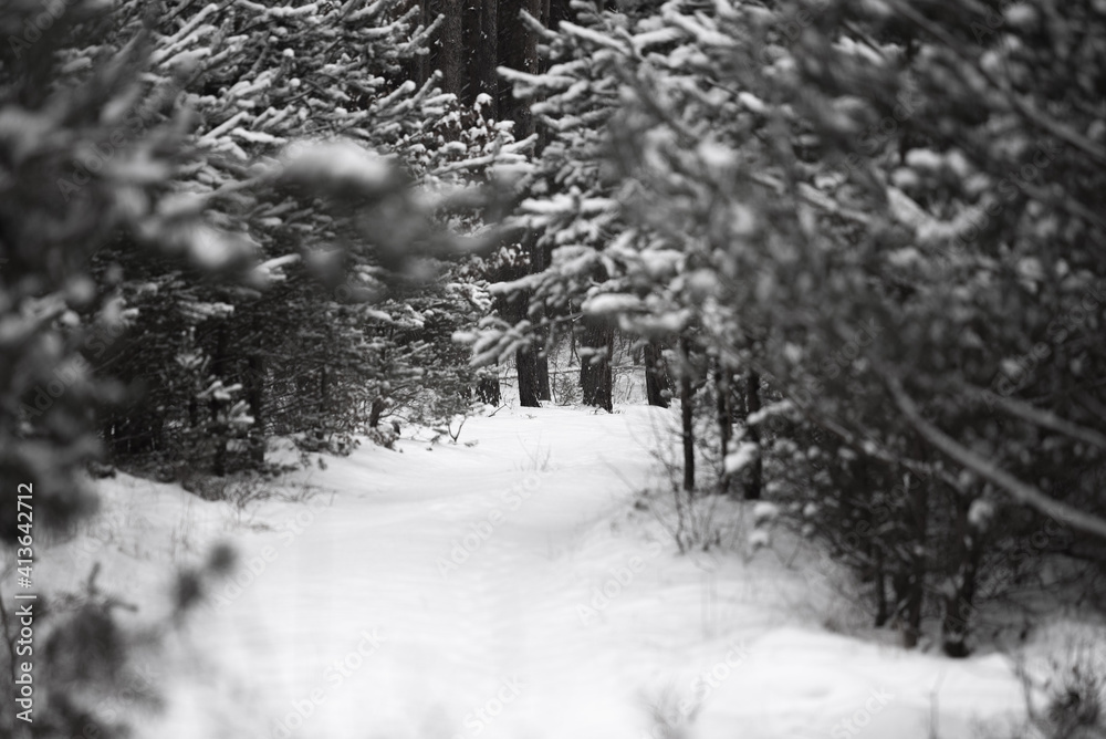 Zima w lesie. Drzewa pokryte śniegiem. Śnieg, las. Krajobraz. - obrazy, fototapety, plakaty 