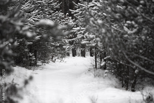 Zima w lesie. Drzewa pokryte śniegiem. Śnieg, las. Krajobraz.