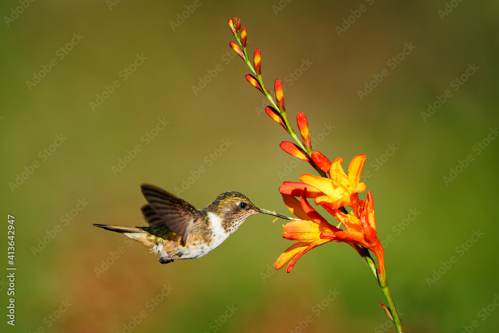 Fototapeta premium Volcano Hummingbird - Selasphorus flammula very small hummingbird which breeds only in the mountains of Costa Rica and Chiriqui, Panama. Flying and feeding on nectar on the nice blossom