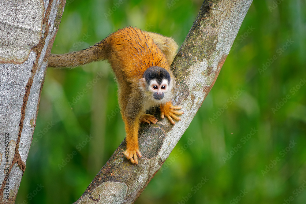 Central American squirrel monkey - Saimiri oerstedii also red-backed squirrel monkey, in the tropical forests of Central and South America in the canopy layer, orange back white and black face Central American squirrel monkey - Saimiri oerstedii also red-backed squirrel monkey, in the tropical forests of Central and South America in the canopy layer, orange back white and black face