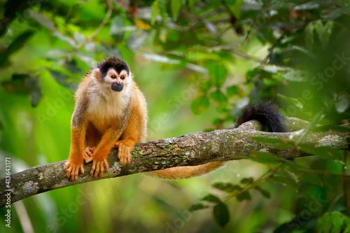Obraz Central American squirrel monkey - Saimiri oerstedii also red-backed squirrel monkey, in the tropical forests of Central and South America in the canopy layer, orange back white and black face