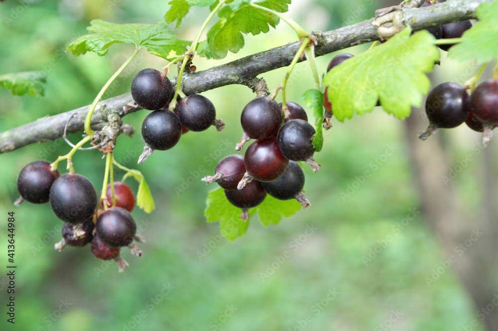 On the branch are ripe berries of Yoshta On the branch are ripe berries of Yoshta