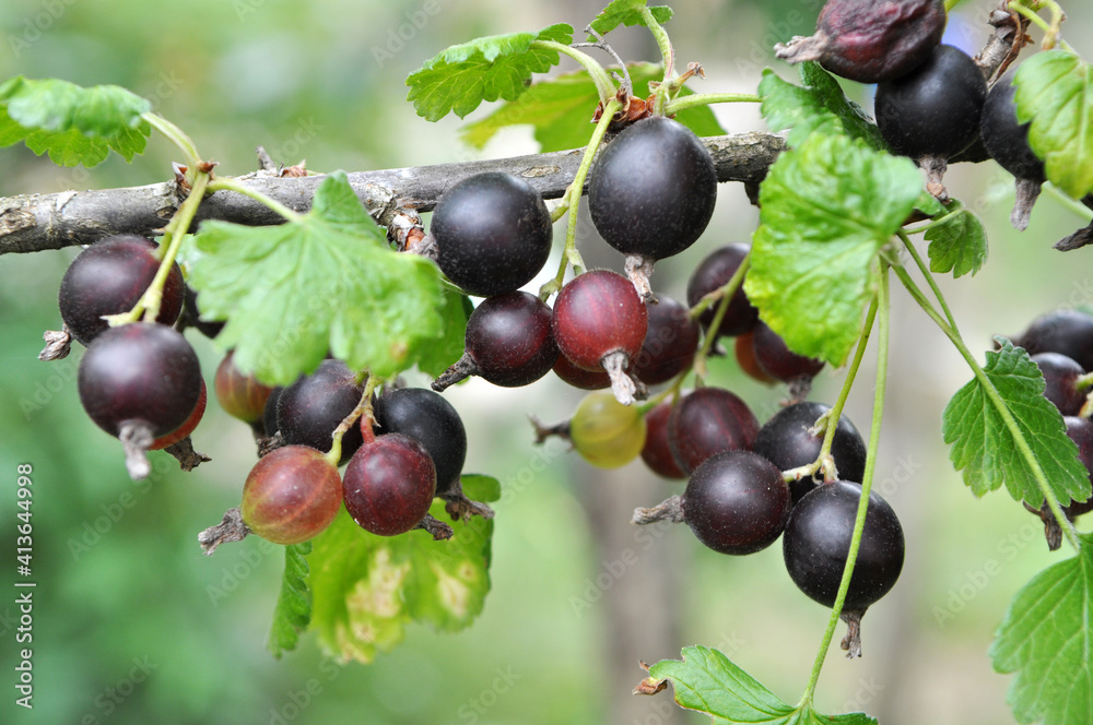 On the branch are ripe berries of Yoshta On the branch are ripe berries of Yoshta