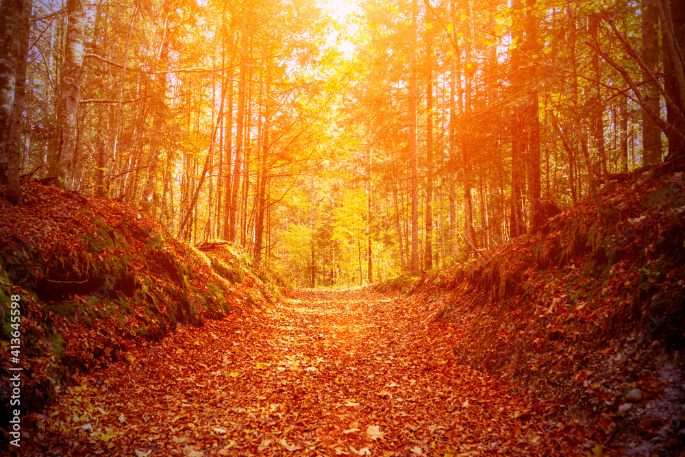 Fototapeta premium A picturesque path in the autumn forest. beautiful nature
