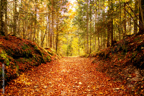 A picturesque path in the autumn forest. beautiful nature