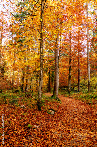 A picturesque path in the autumn forest. beautiful nature
