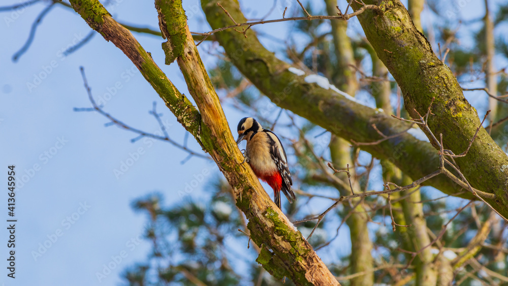 the bird Dendrocopos major sits on a tree the bird Dendrocopos major sits on a tree