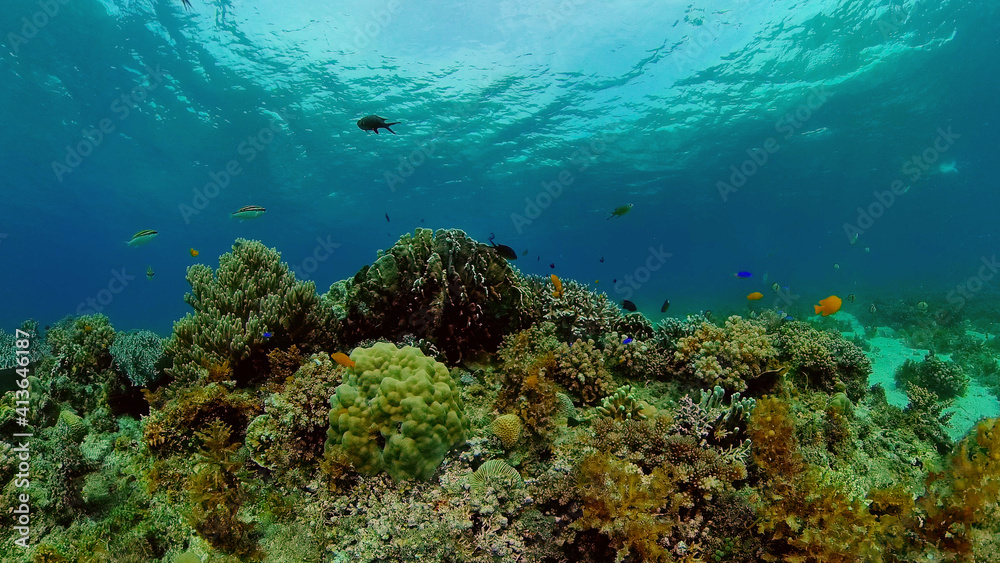 Fototapeta premium Tropical fishes and coral reef underwater. Hard and soft corals, underwater landscape.