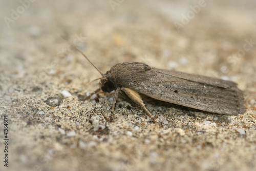 Closeup of Porter's rustic moth or Athetis hospes in Gard France © Henk