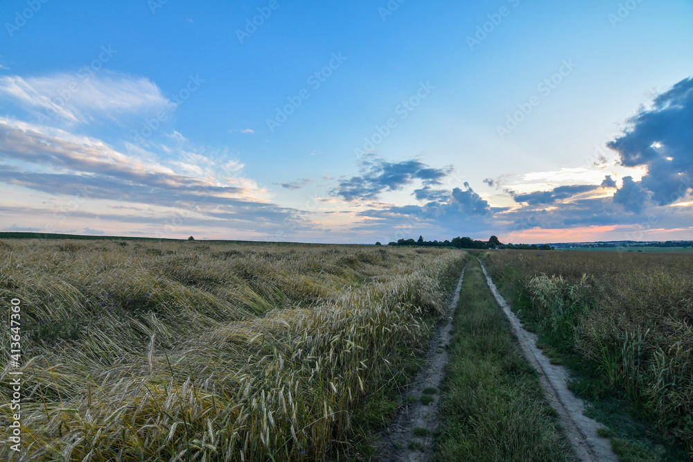Agricultural scenery of sunset with beautiful sky over the wheat field. Agricultural scenery of sunset with beautiful sky over the wheat field.