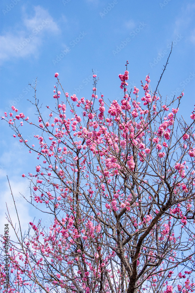 春の訪れ、梅の花