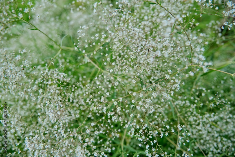 Plants white flowering branches out of focus, green white background, Gypsophila paniculata