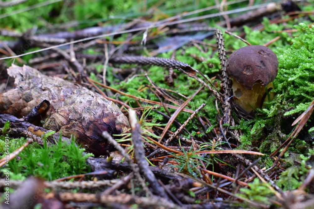 mushroom in the forest mushroom in the forest
