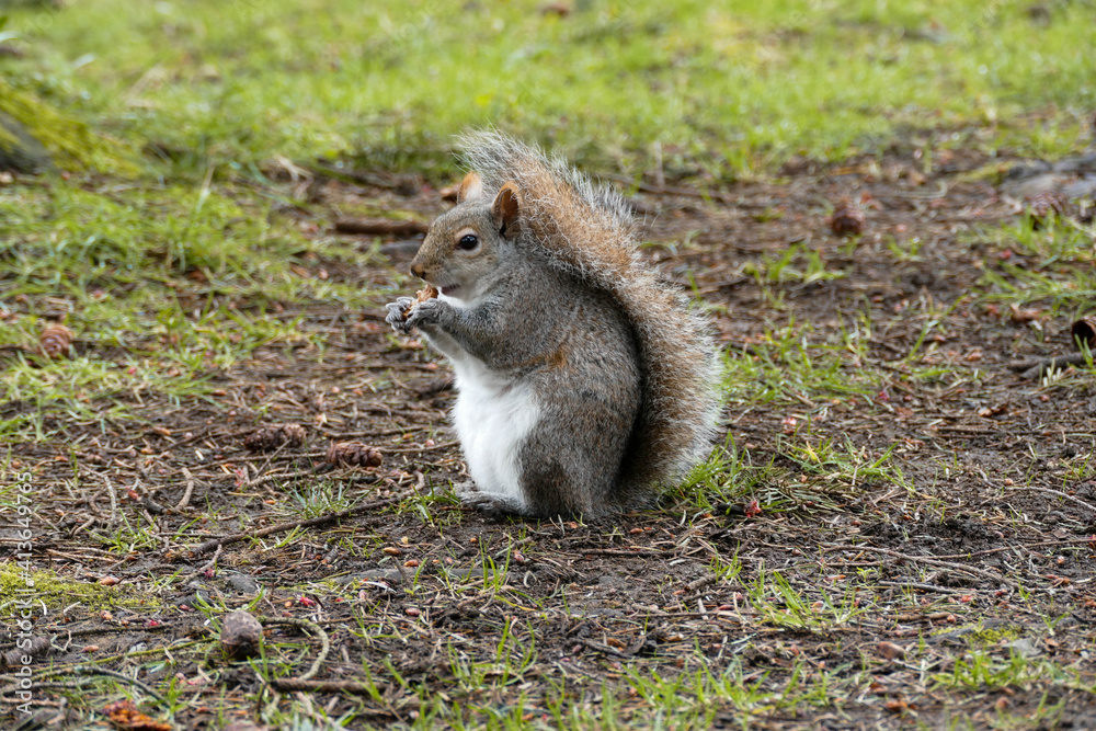 Portrait of an adorable Squirrel munching on a little snack. Portrait of an adorable Squirrel munching on a little snack.