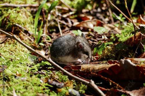 Cute, tiny mice hiding in between moss and leaves. © Jannis