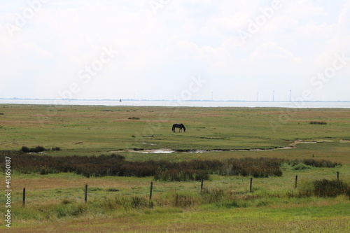 Spiekeroog, salt meadows / Salzdünen auf Spiekeroog