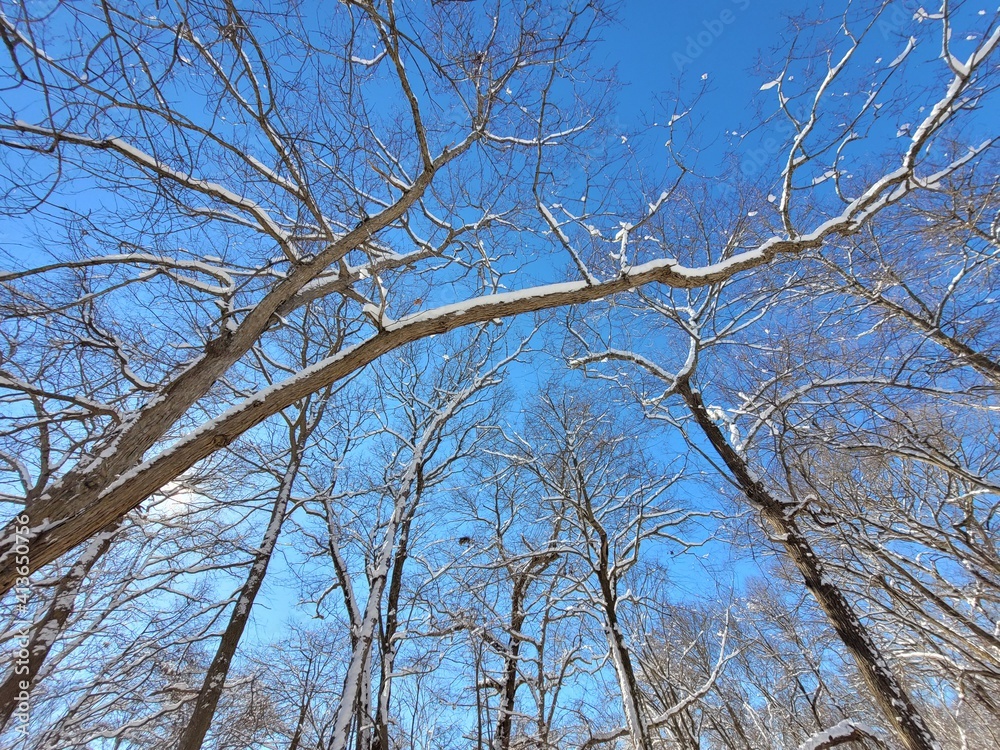 Snow-Covered Trees against Bright Blue Sky in Sunlight Snow-Covered Trees against Bright Blue Sky in Sunlight