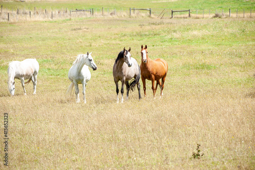 Horses grassing in the meadow.