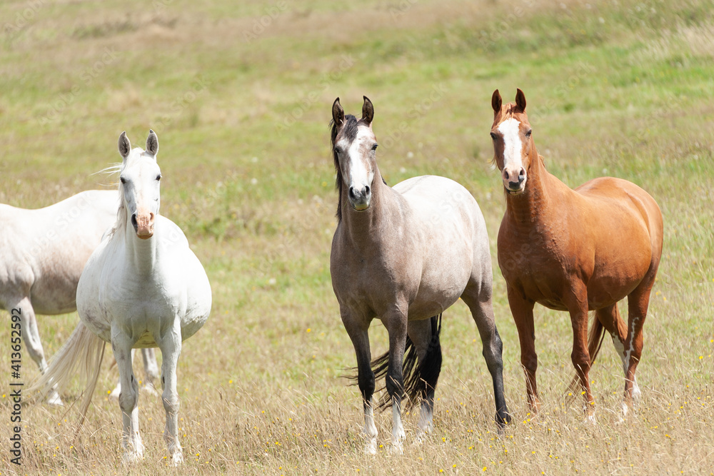 Obraz premium Horses grassing in the meadow.