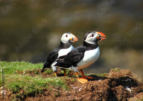 Common Puffins  Island of Lunga  West coast of Scotland  19th July 2015.