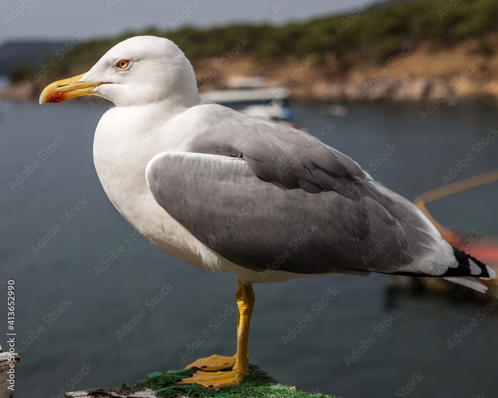 Fototapeta premium Beautiful seagull