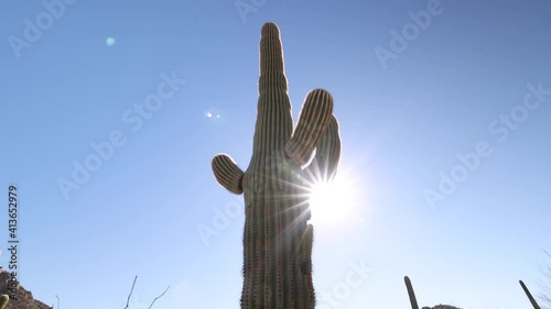 Cactus Low Angle View Directly Into Sun Reveal