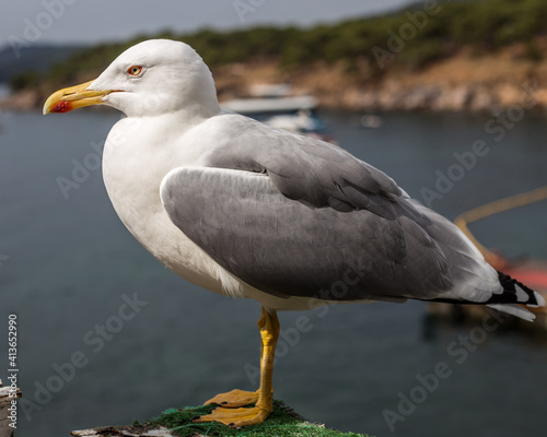 Beautiful seagull