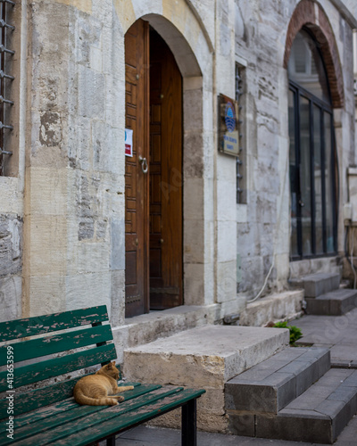 Cat near mosque, Istanbul