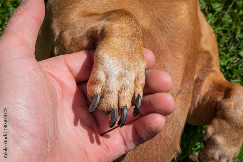 Dachshund dog's paw in the man's palm. Man holds dog's paw in palm.
