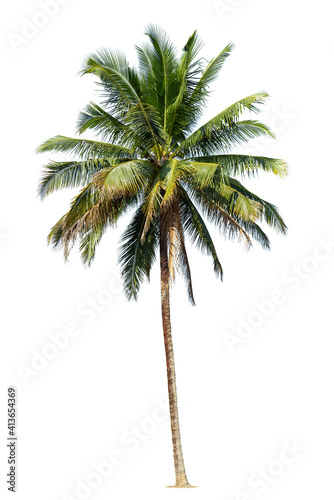 Coconut palm tree isolated on white background.